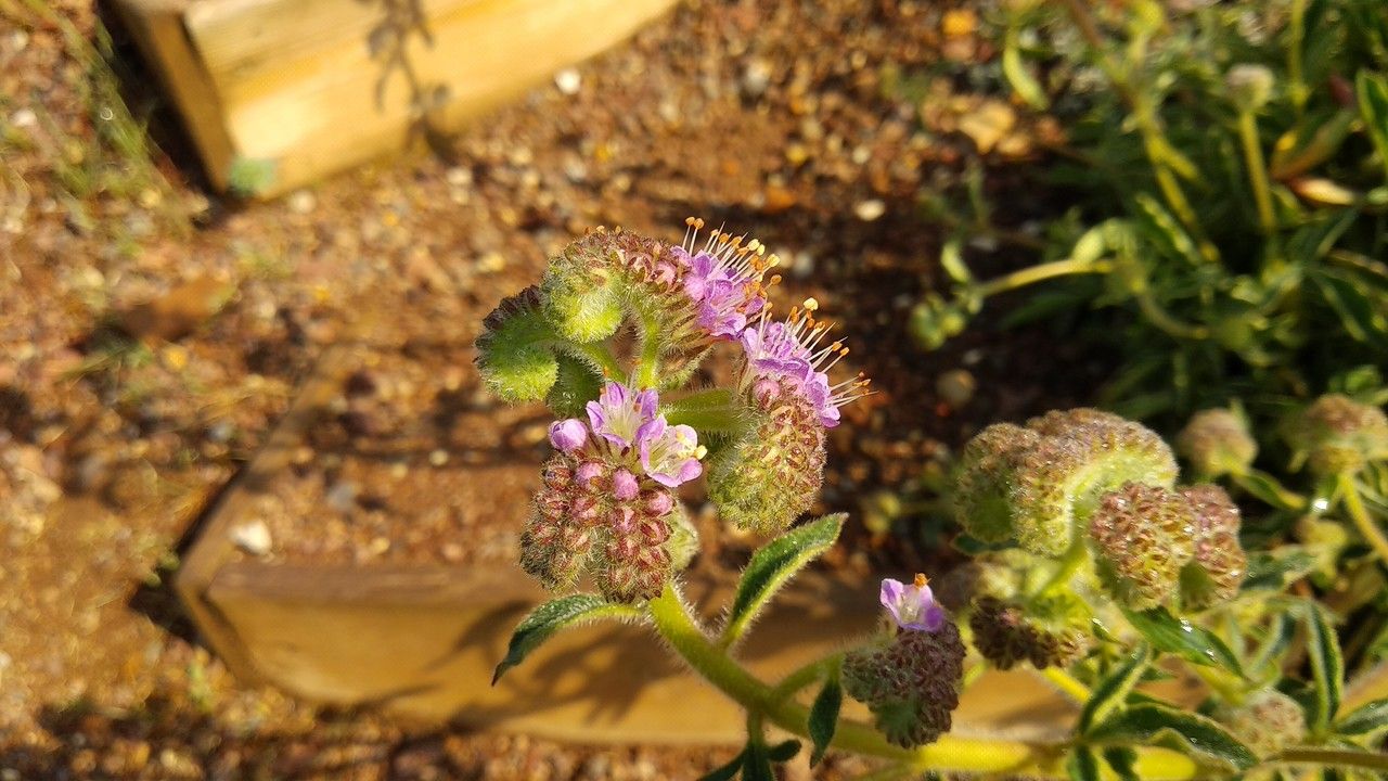 Phacelia californica flower