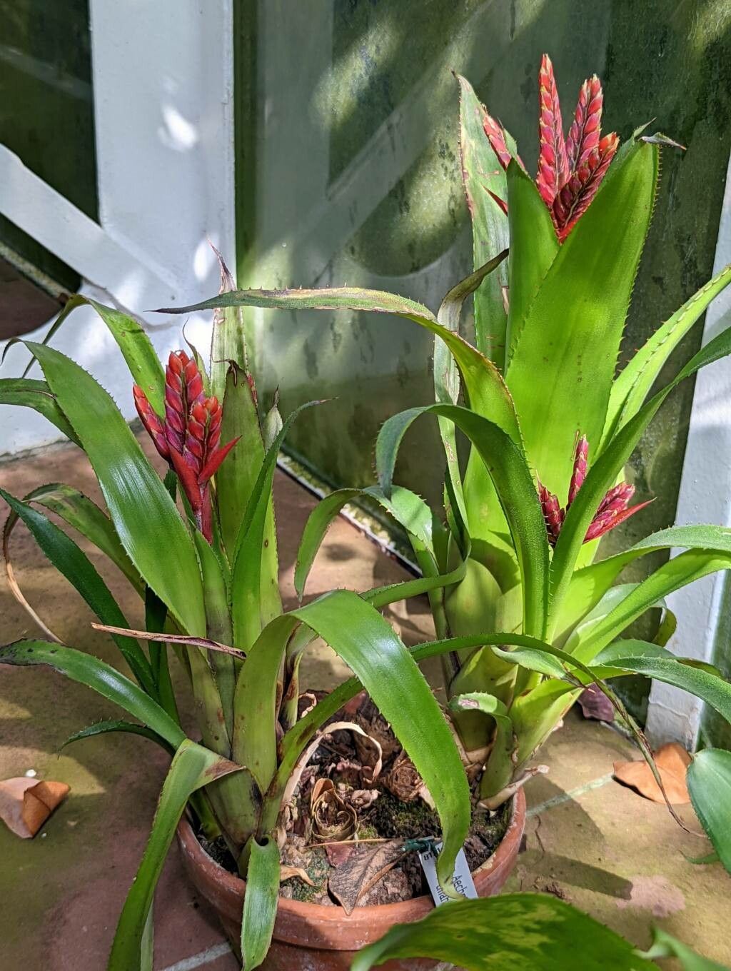 Aechmea tillandsioides habit