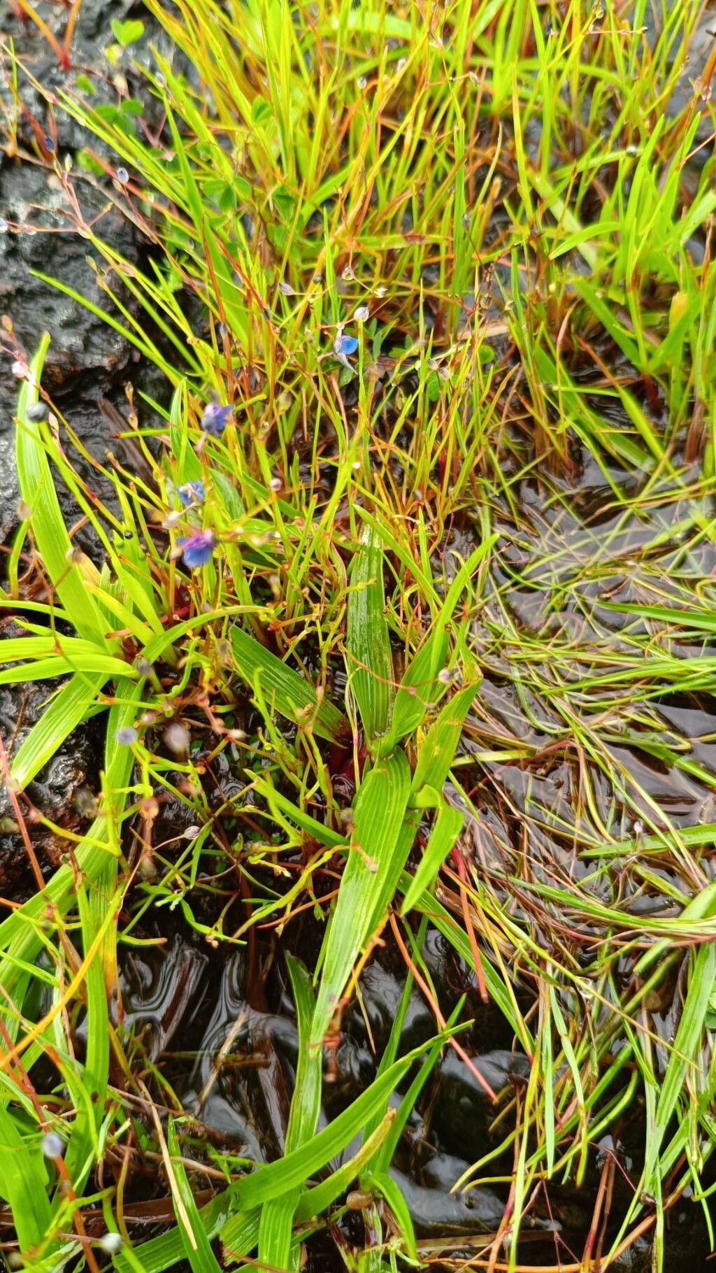 Utricularia praeterita habit