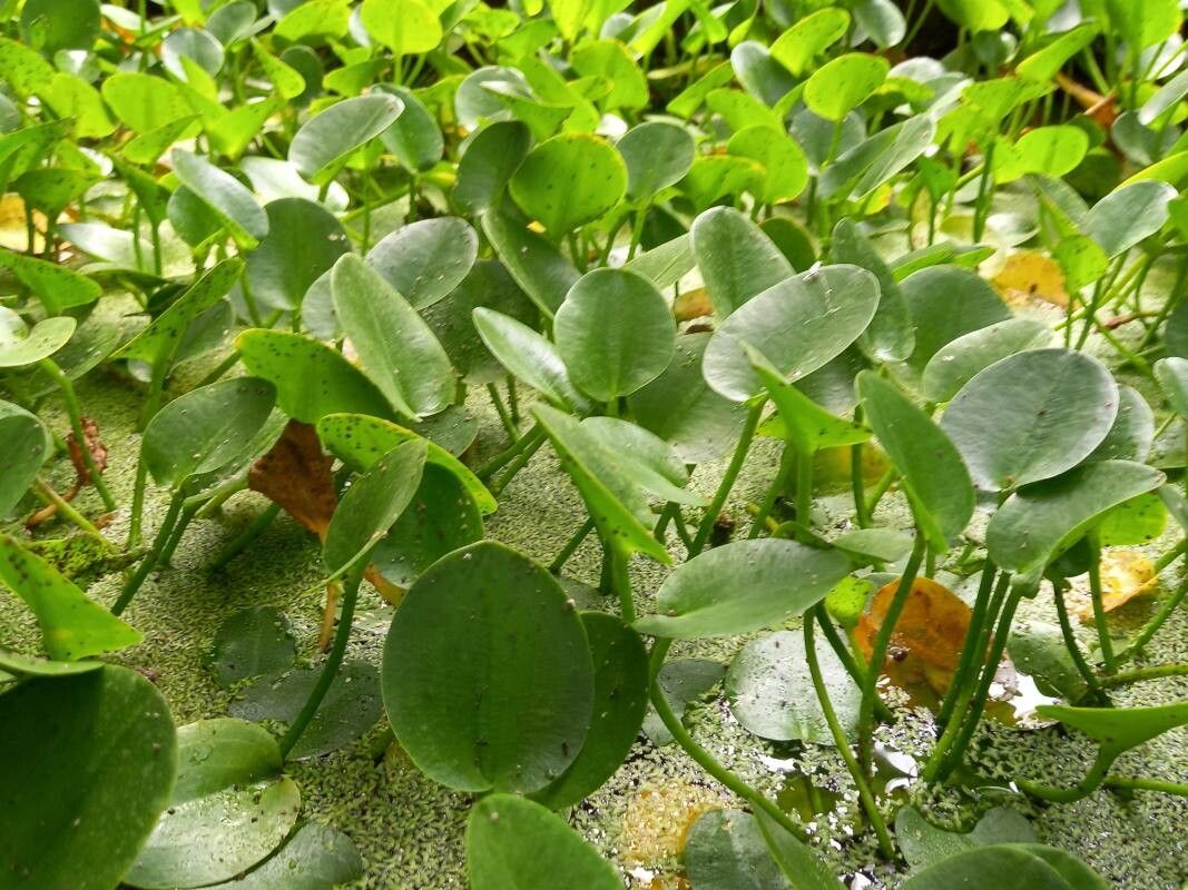 Hydrocleys nymphoides habit