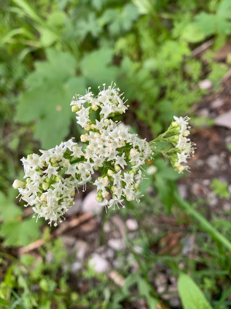 Valeriana occidentalis — search result for 'Valeriana'