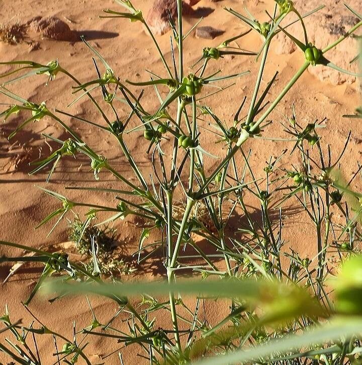 Euphorbia bubalina flower