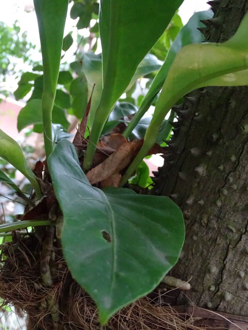 Anthurium cubense — search result for 'Cuba'