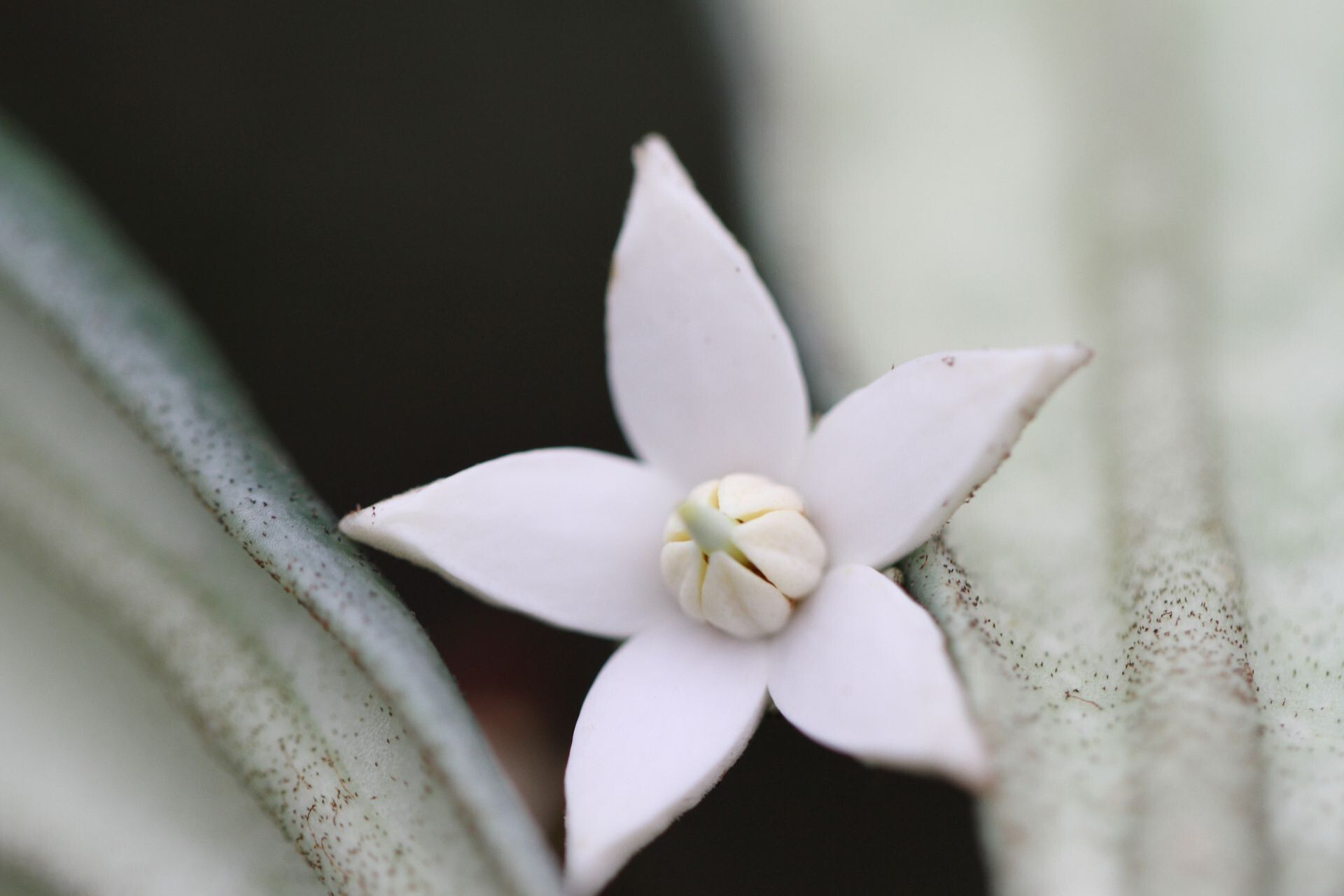 Platyspermation crassifolium — houseplant care guide