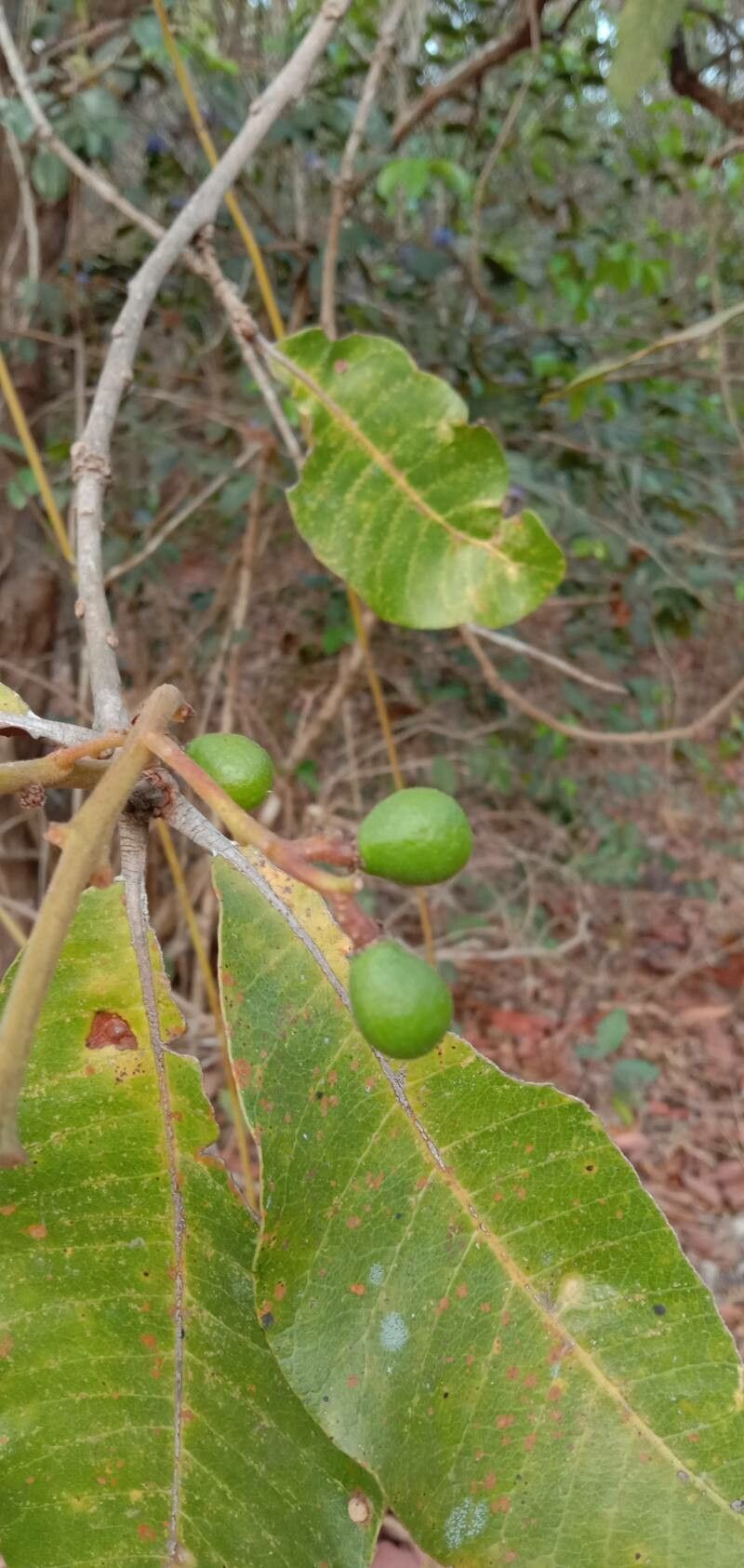 Buchanania cochinchinensis fruit