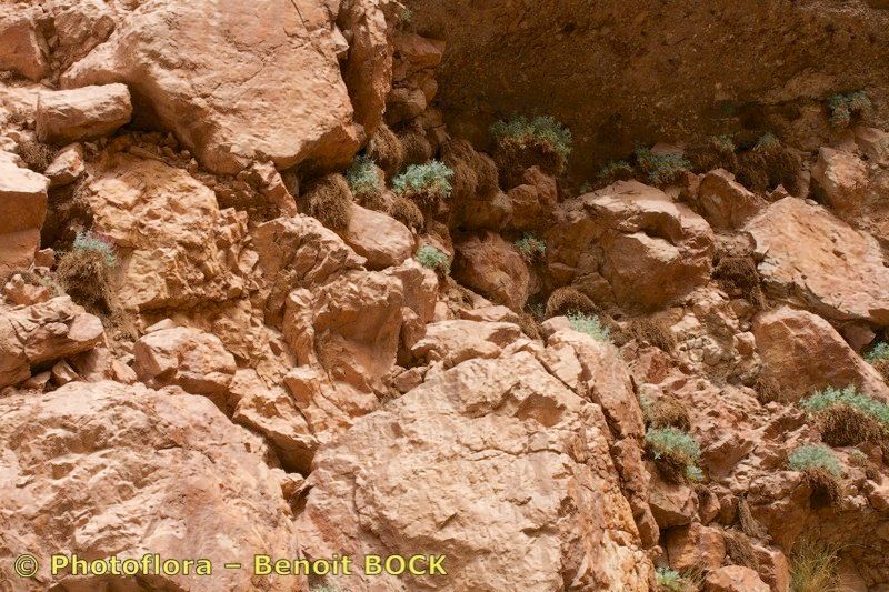 Centranthus battandieri bark