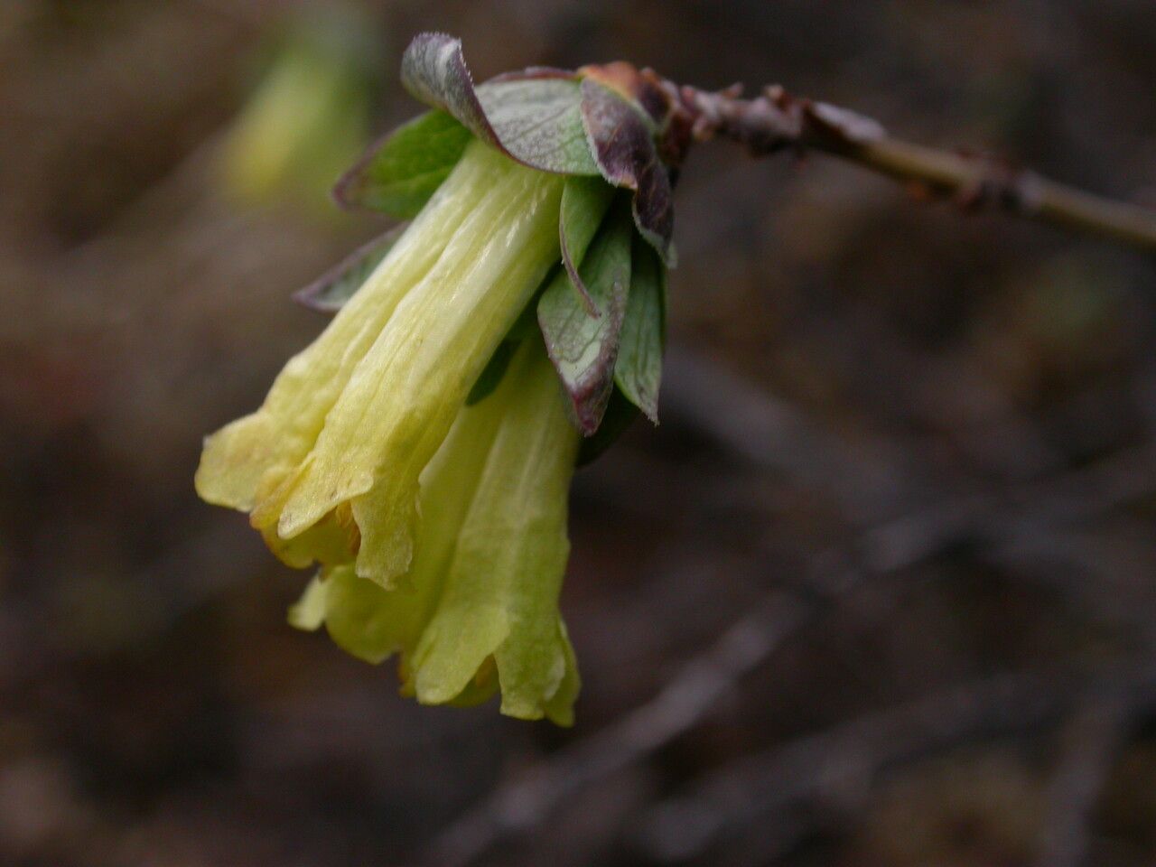 Lonicera obovata flower