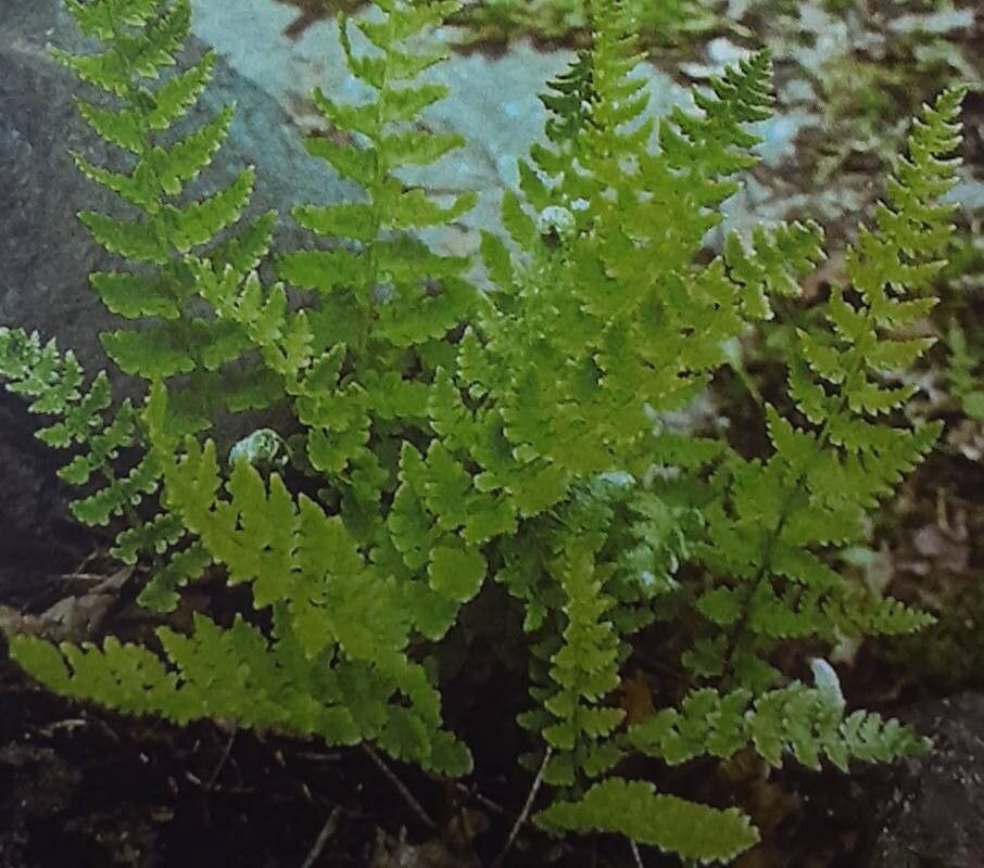 Woodsia taishanensis — houseplant care guide