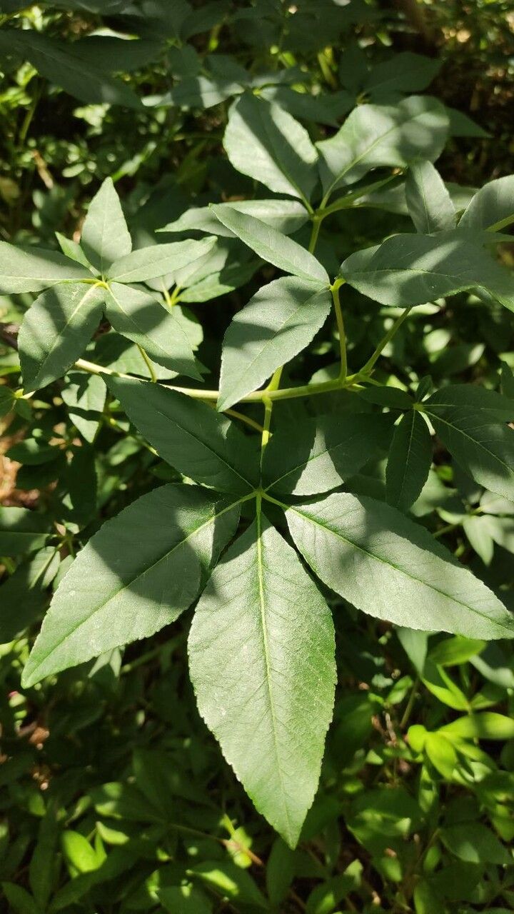 Aesculus californica leaf