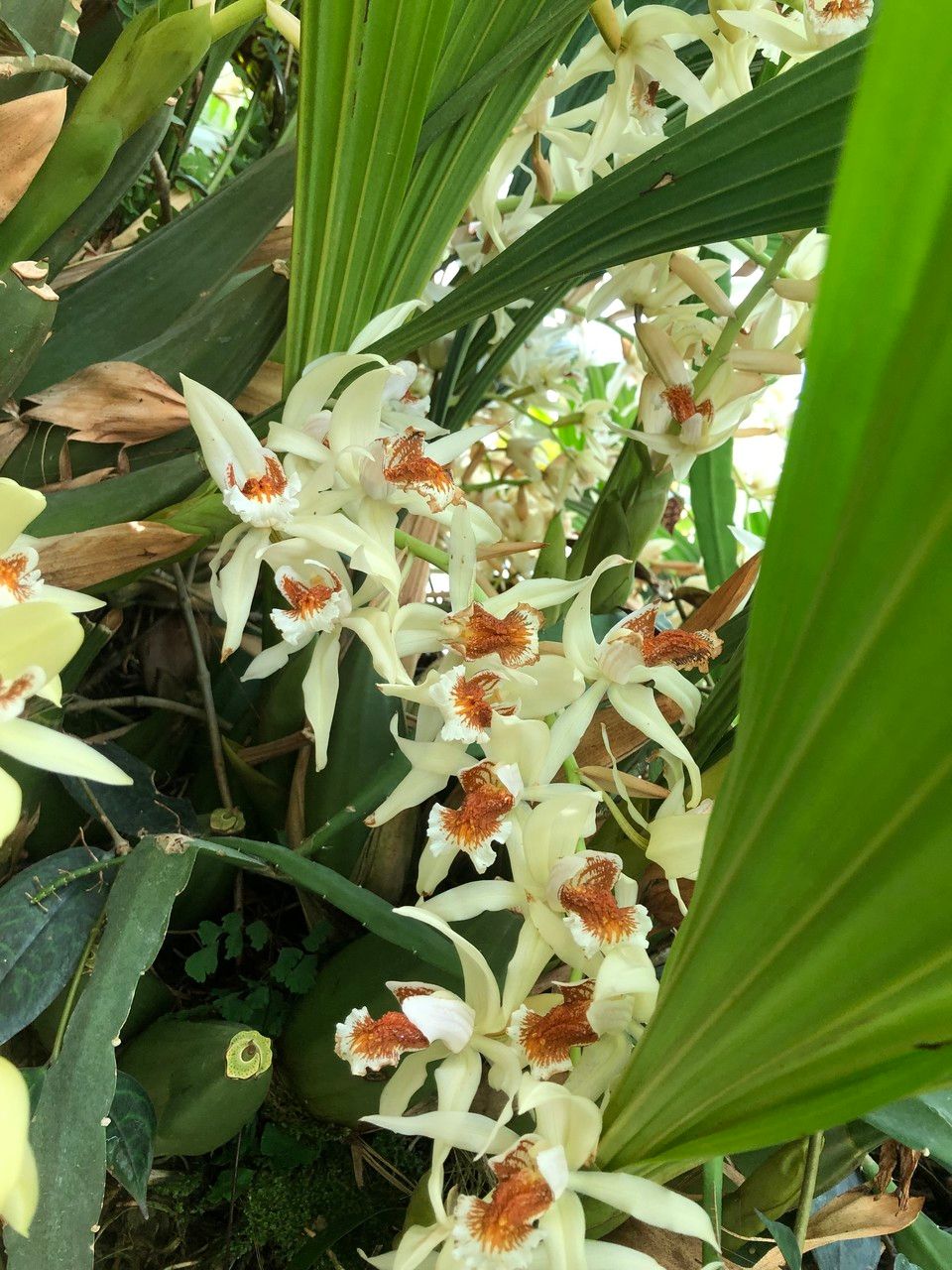 Coelogyne asperata flower