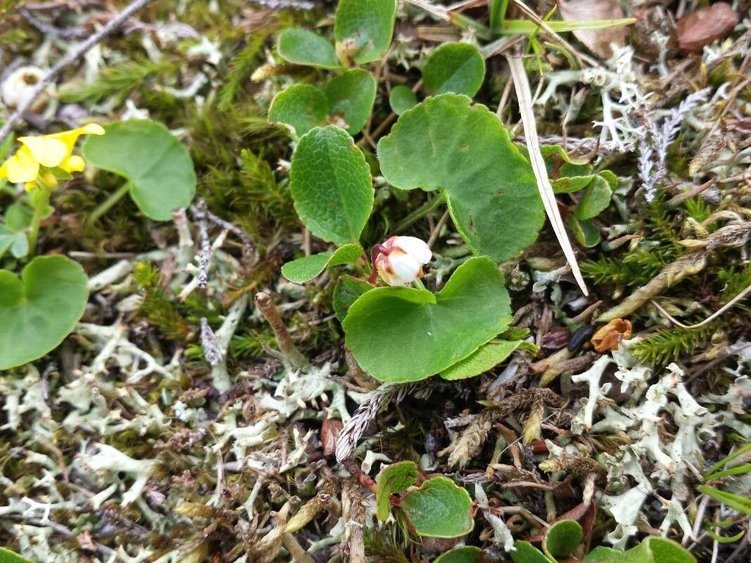 Harrimanella hypnoides — search result for 'Iceland'