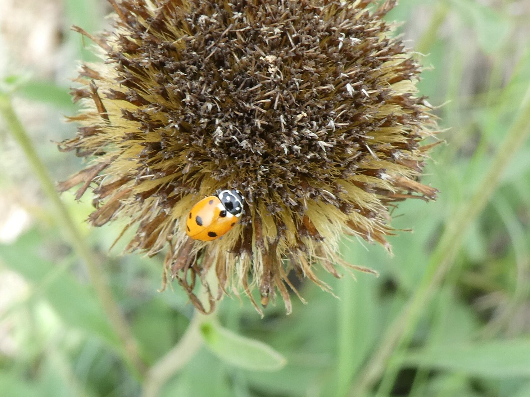 Pentanema montanum fruit