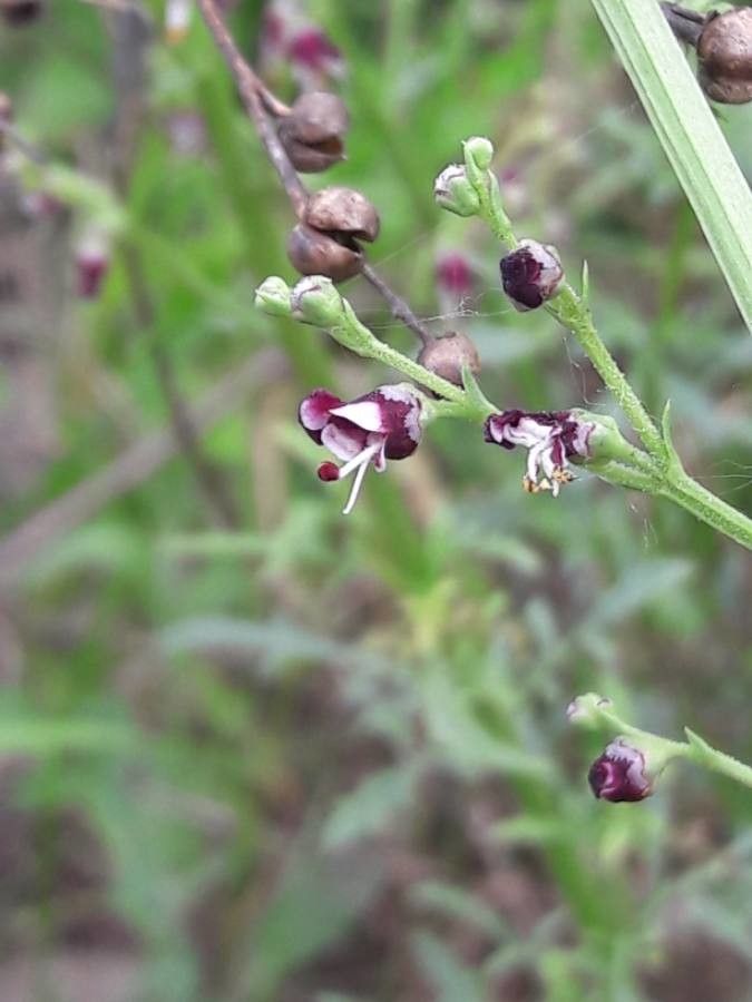 Scrophularia canina flower
