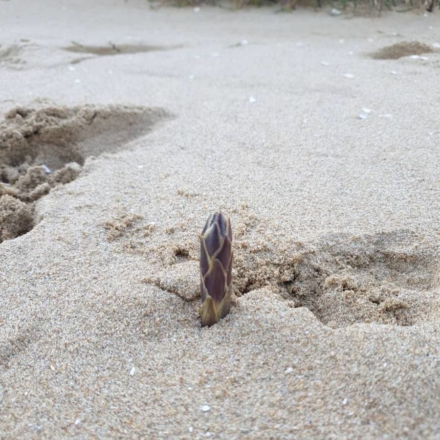 Pancratium maritimum L. bark
