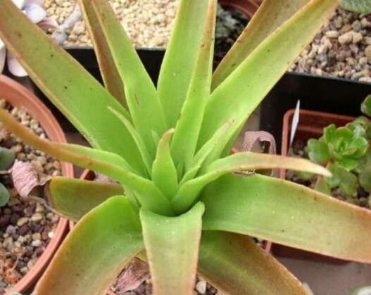 Crassula acinaciformis