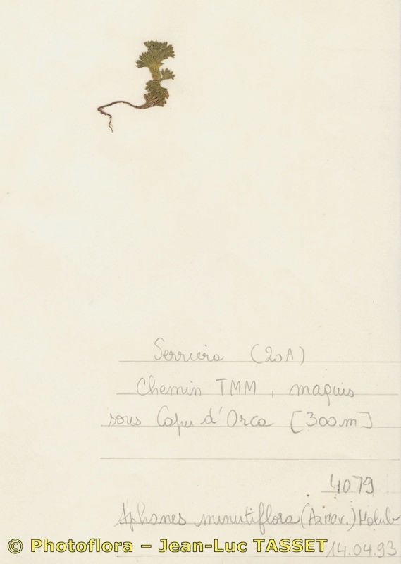 Aphanes minutiflora — related species from the same genus