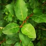 Elaeagnus multiflora