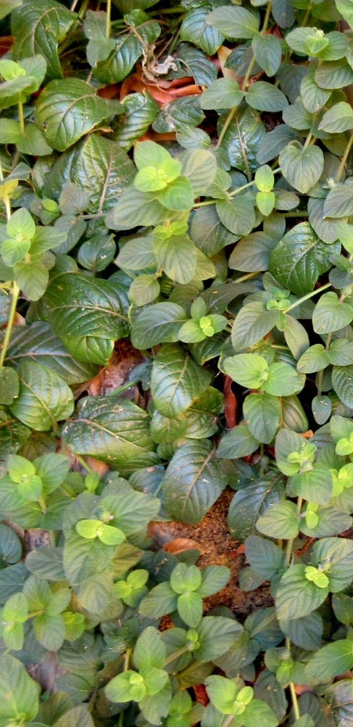 Nelsonia canescens leaf