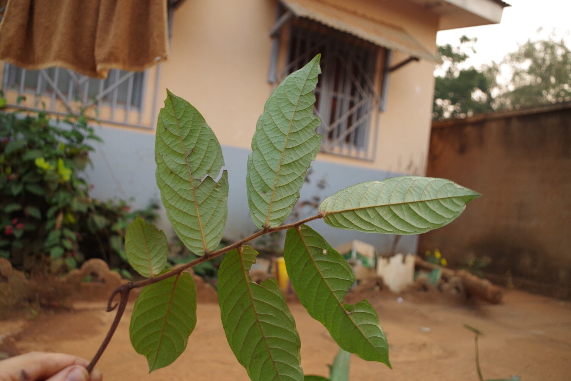 Artabotrys dielsianus leaf