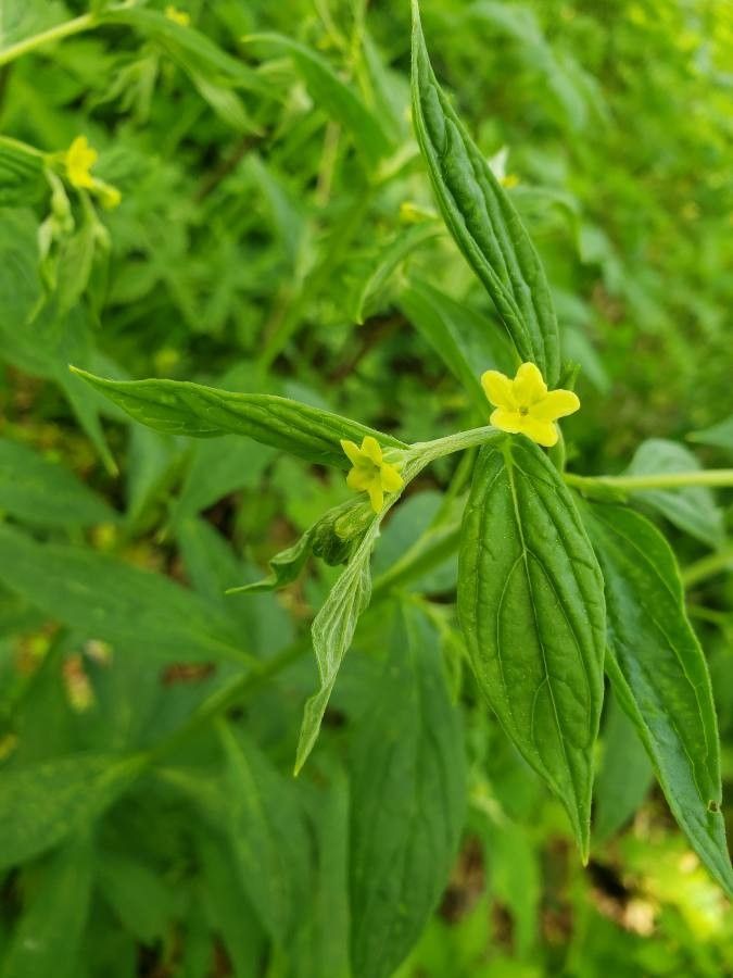 Lithospermum latifolium — search result for 'Midwestern'