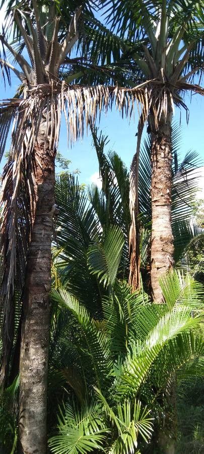 Metroxylon sagu leaf