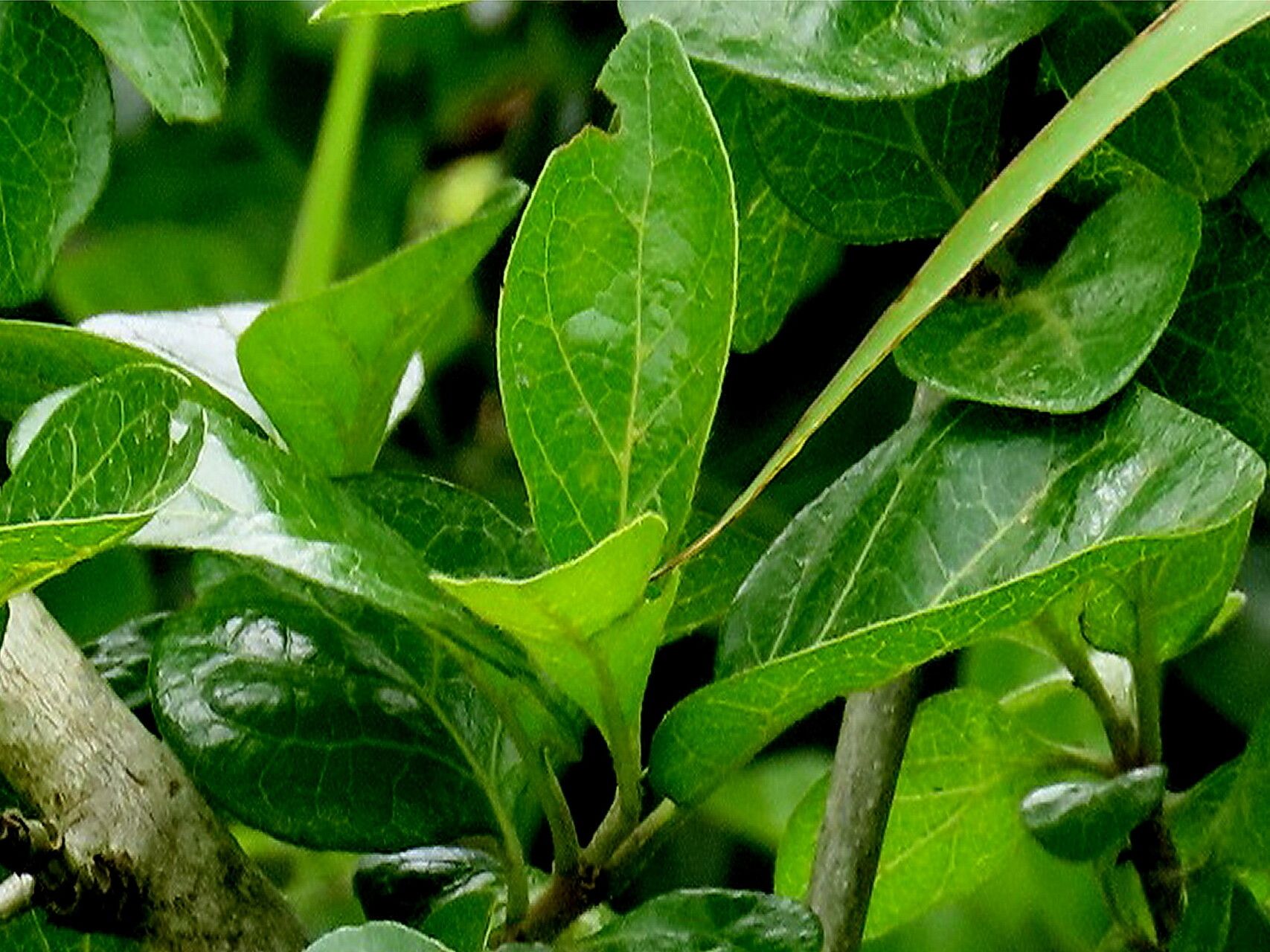 Catunaregam obovata — related species from the same genus