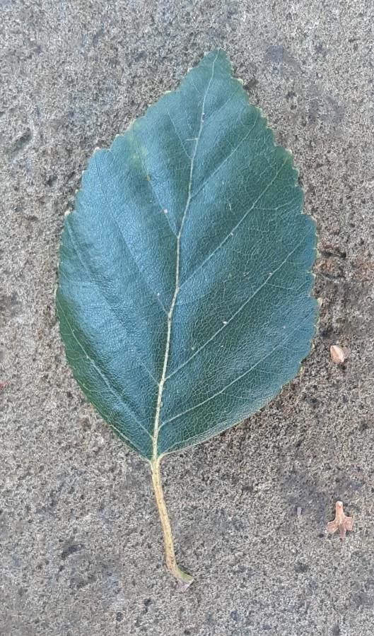 Betula utilis — search result for 'Betula'