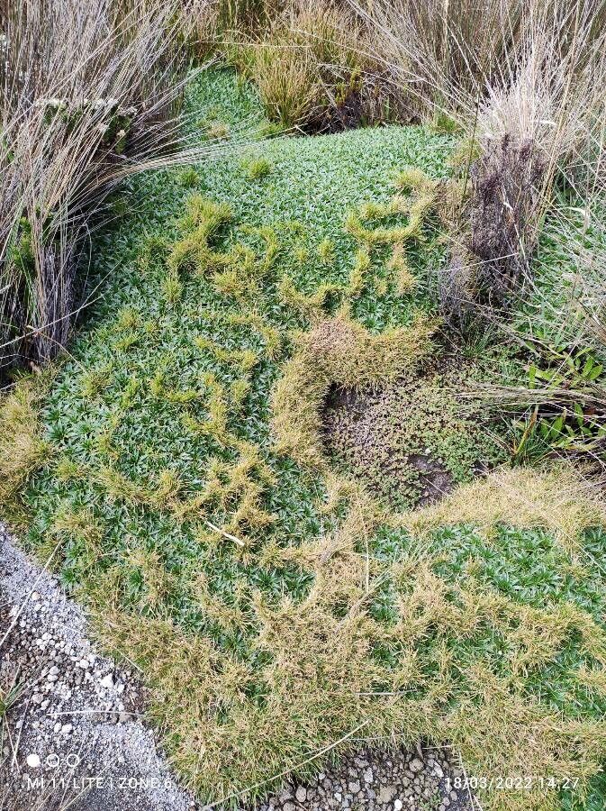 Plantago rigida habit