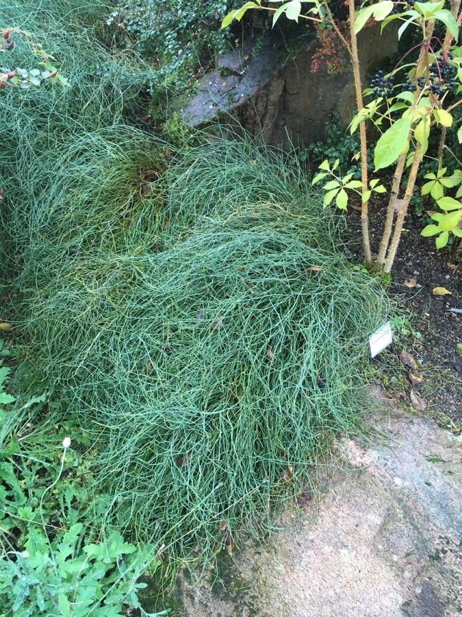Ephedra likiangensis habit