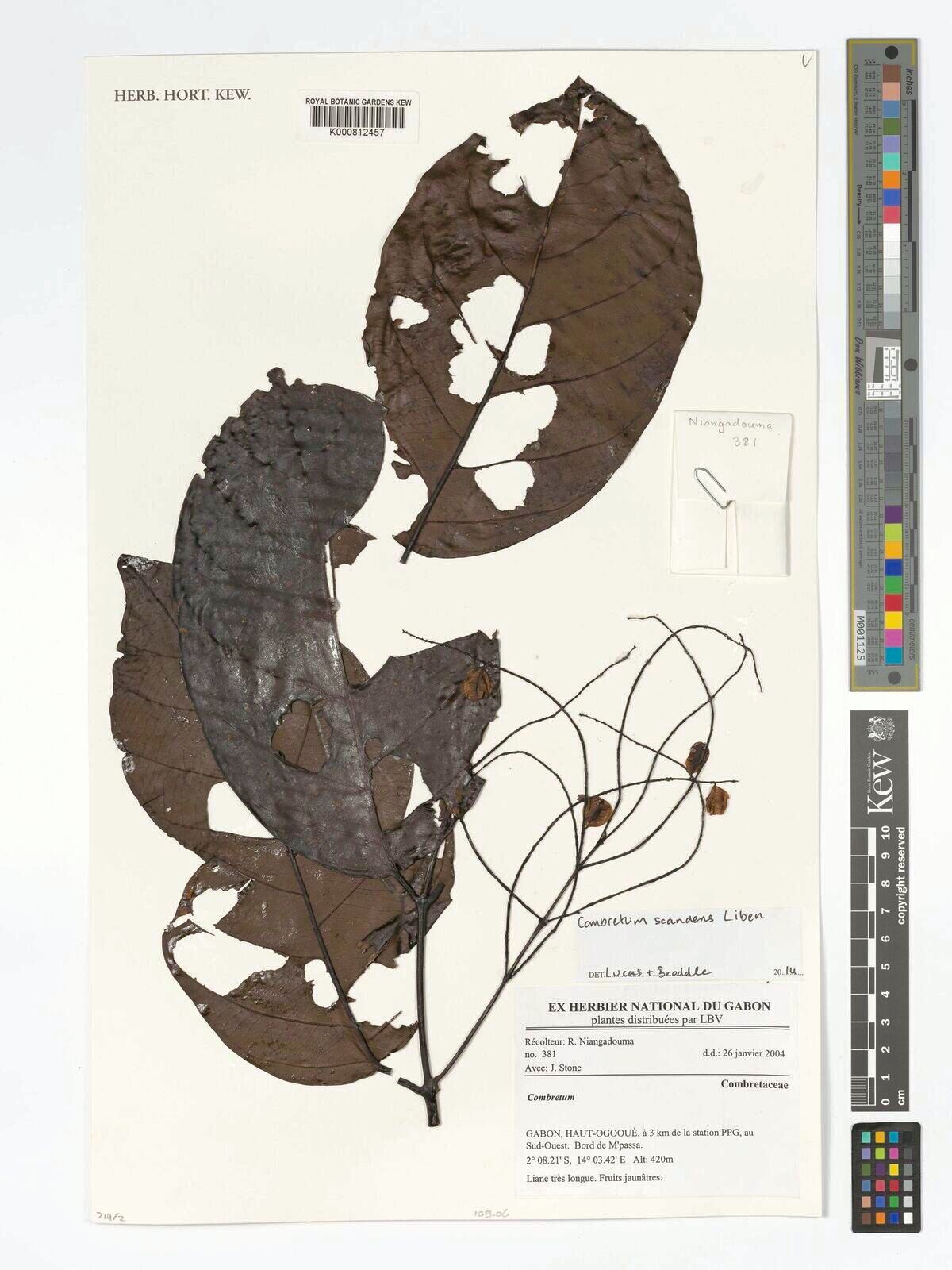 Combretum scandens — houseplant care guide