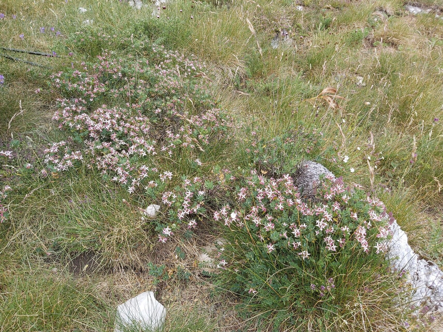 Daphne kosaninii habit