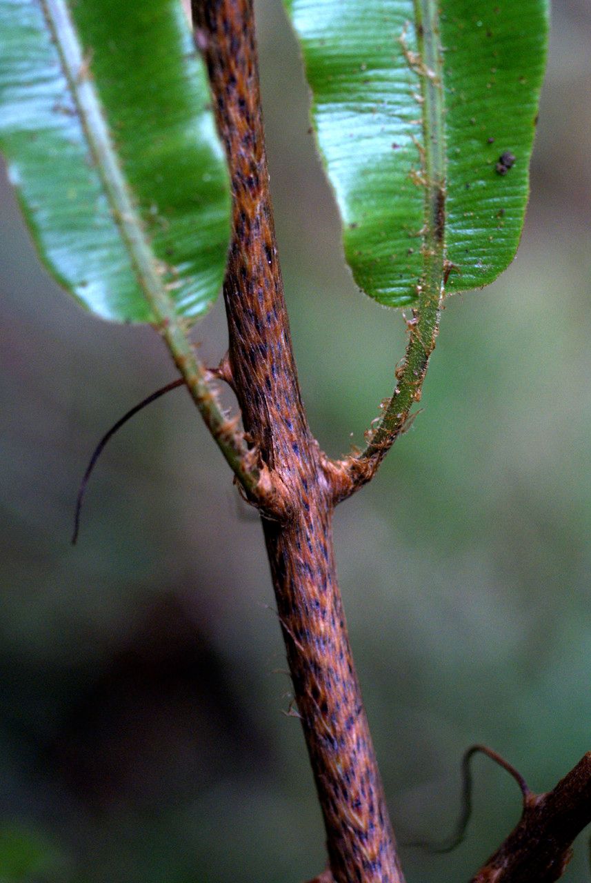 Oleandra distenta bark