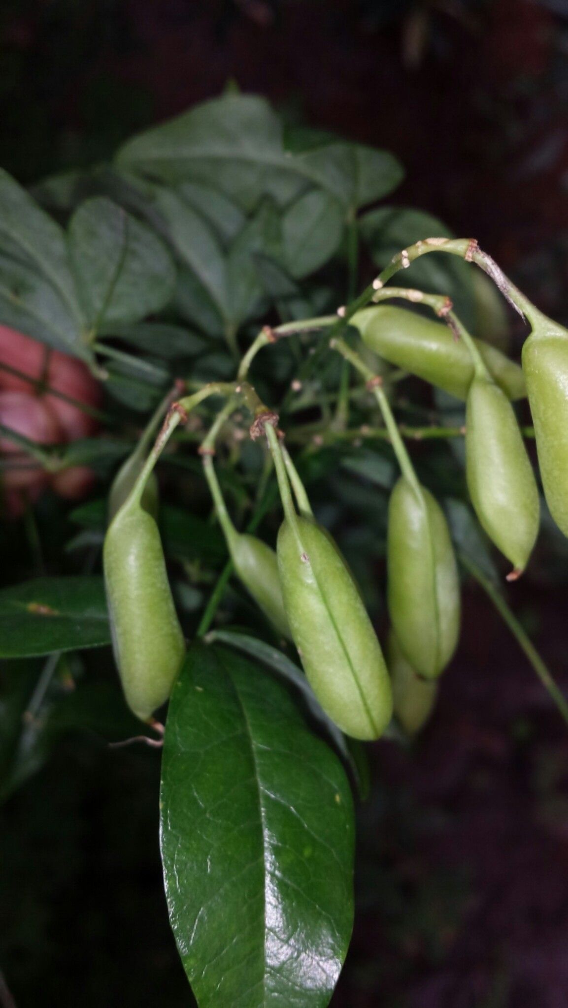 Crotalaria pervillei fruit