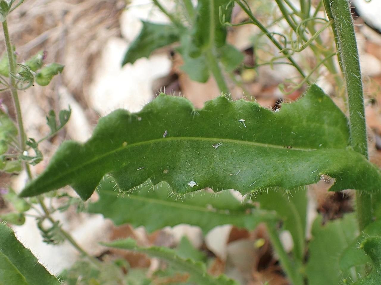 Biscutella cichoriifolia — houseplant care guide