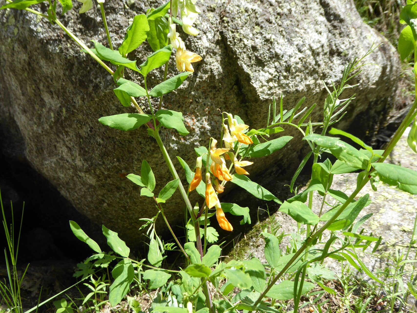 Lathyrus gmelinii flower