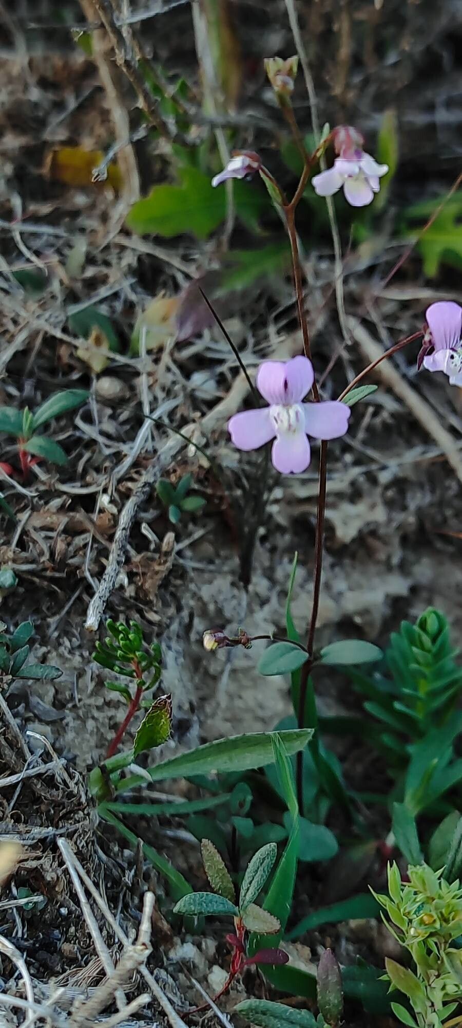 Chaenorhinum grandiflorum — related species from the same genus