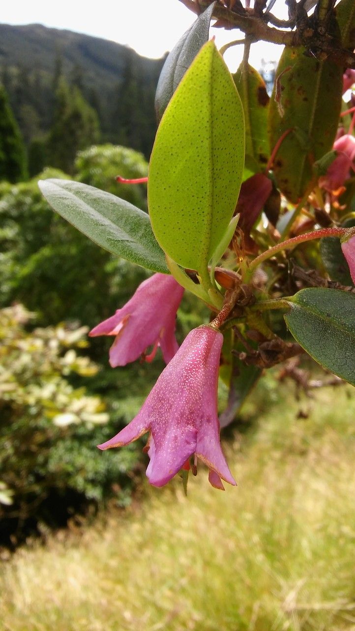 Rhododendron heliolepis flower