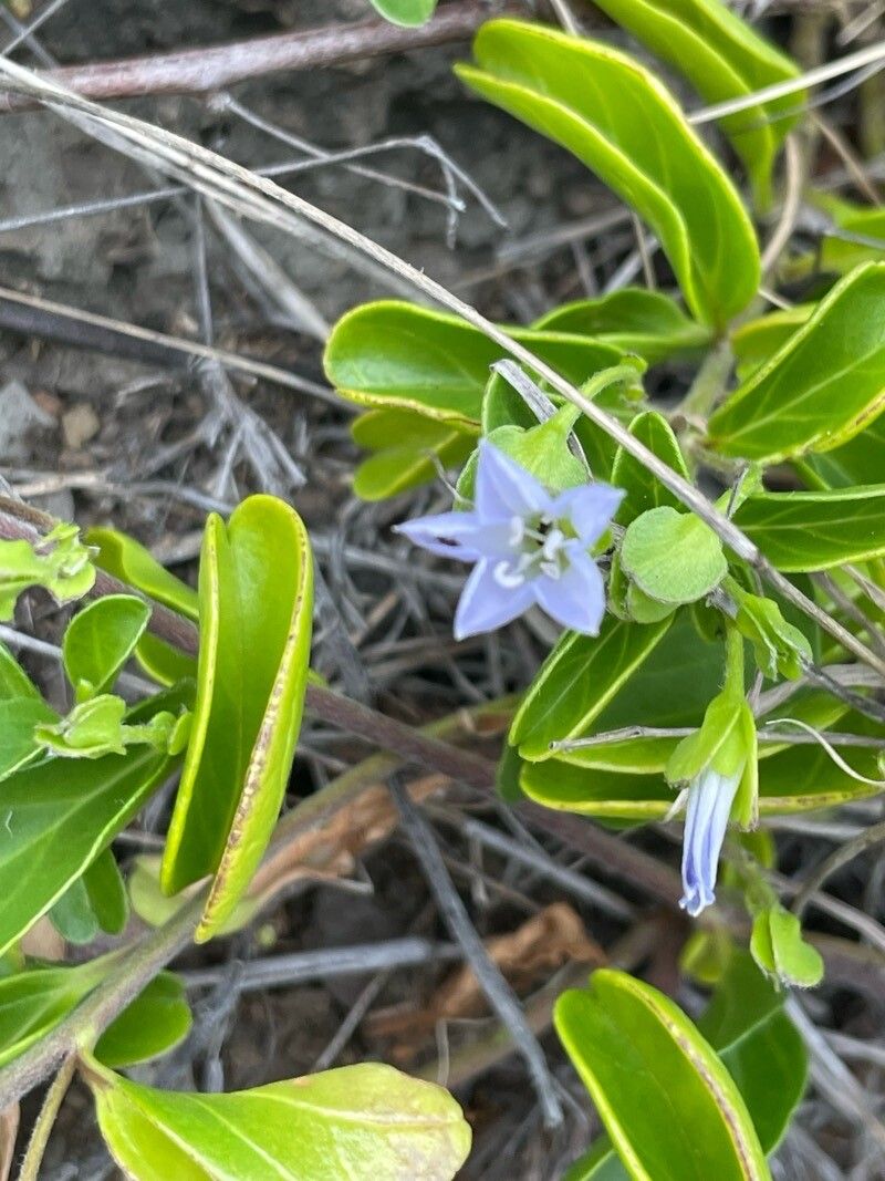 Jacquemontia sandwicensis flower