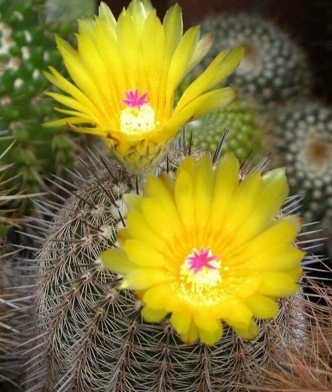 Mammillaria baumii flower