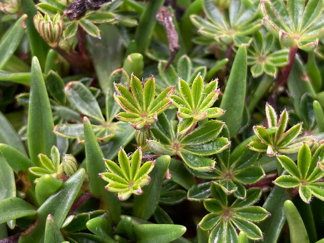 Lupinus microphyllus leaf