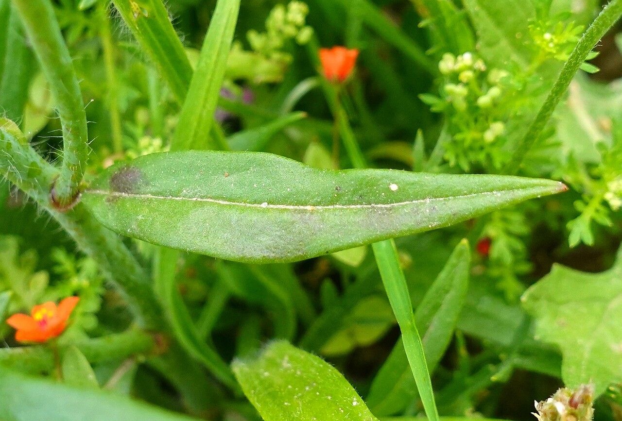 Misopates orontium — search result for 'Antirrhinum'