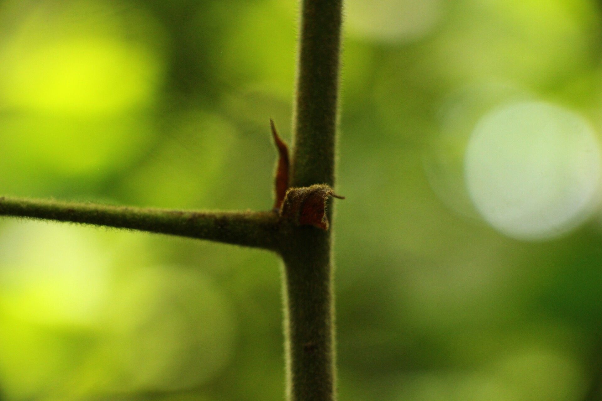 Macaranga angolensis bark
