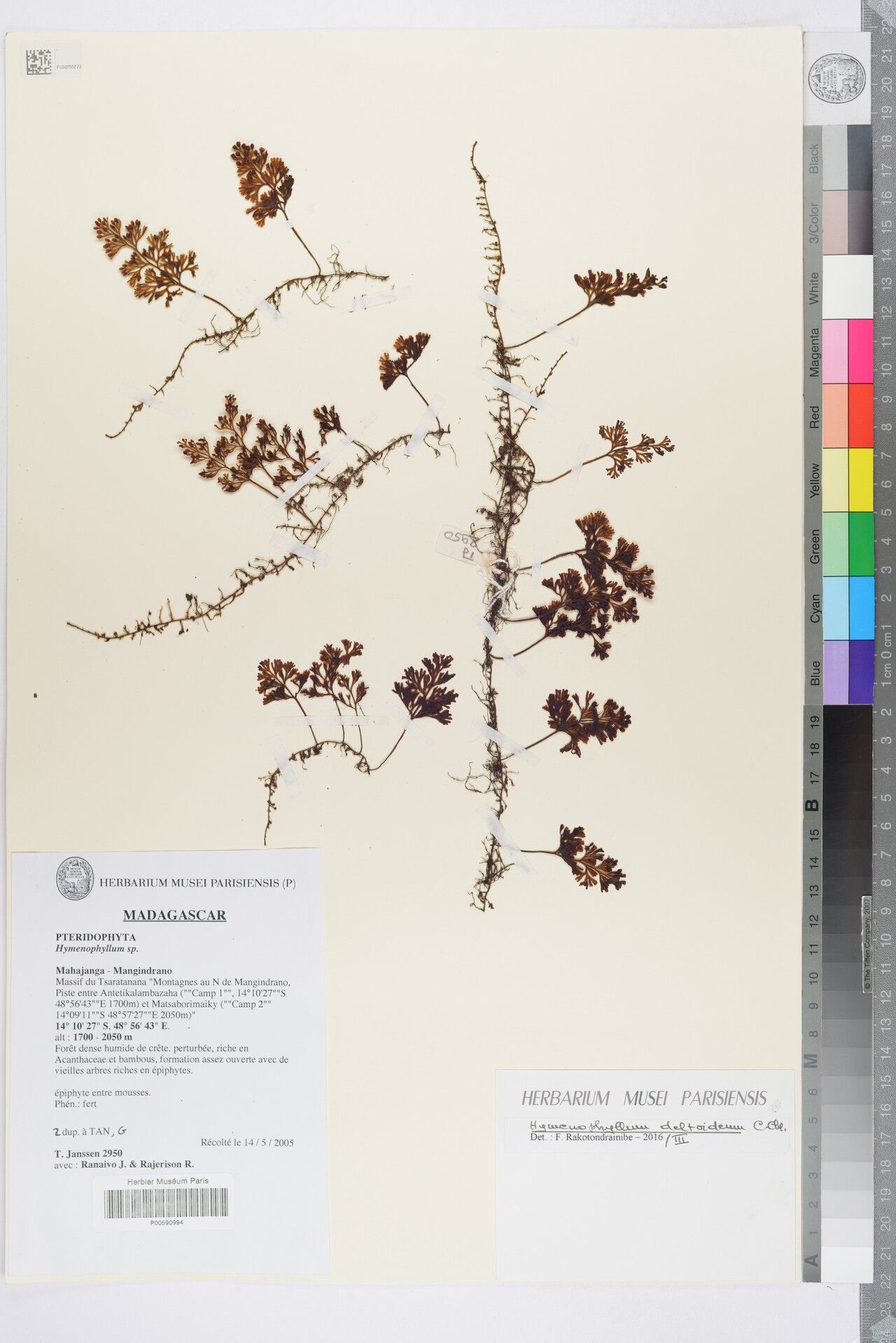 Hymenophyllum deltoideum — houseplant care guide