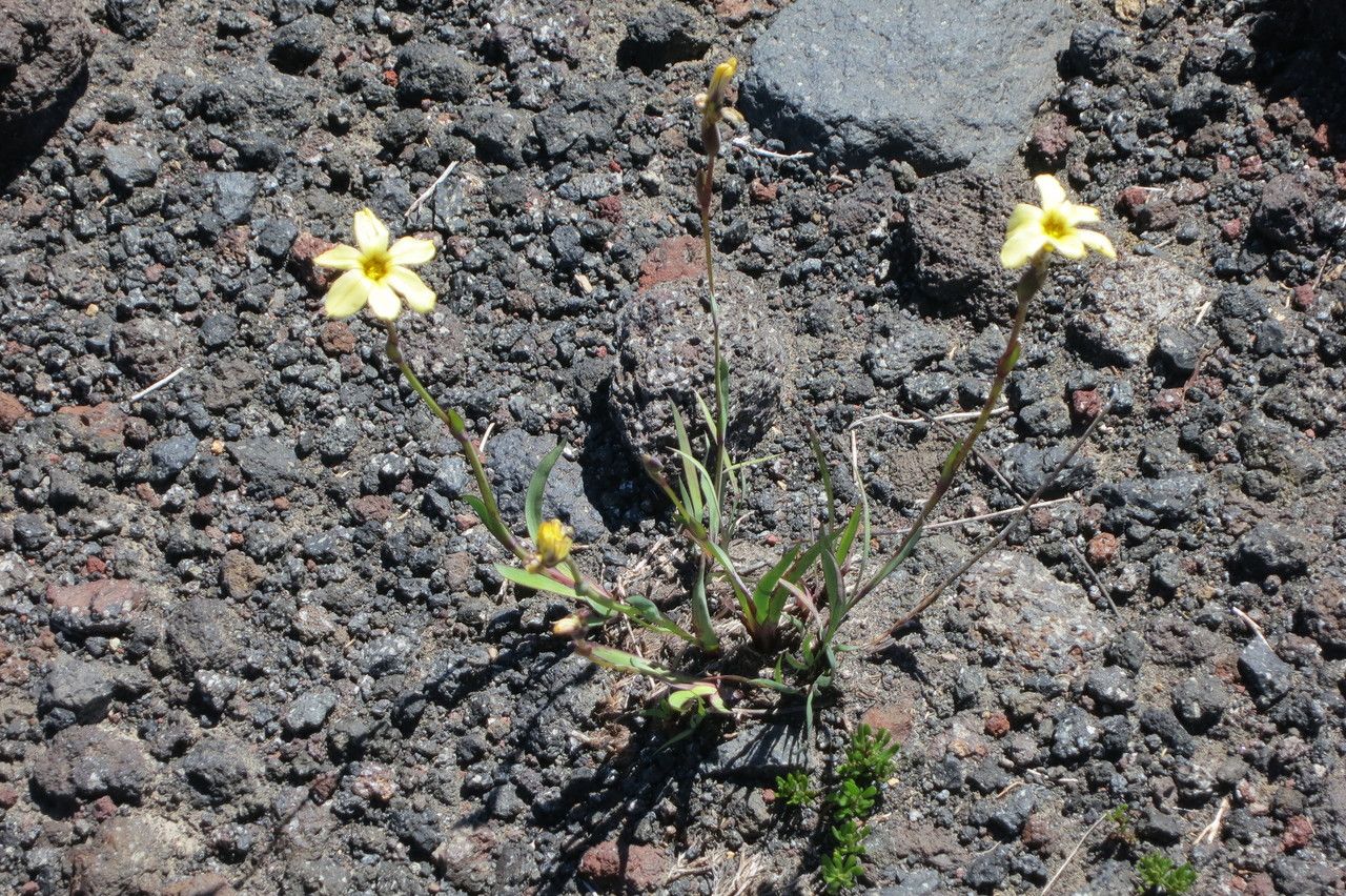 Sisyrinchium pearcei habit