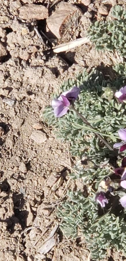 Viola beckwithii — search result for 'Artemisia'