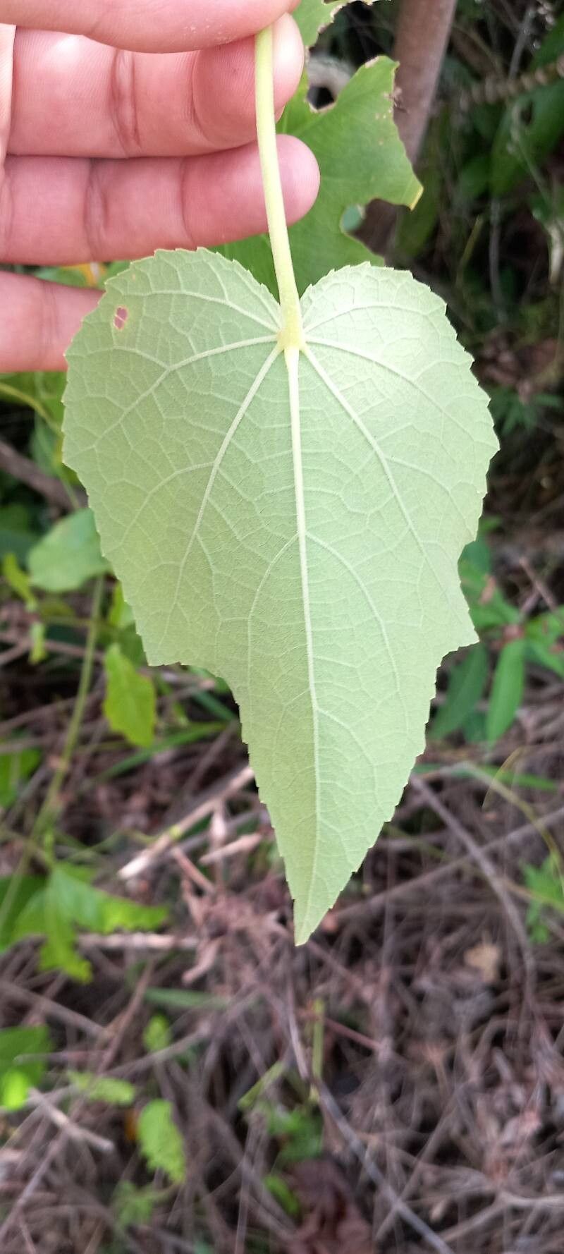 Hibiscus bifurcatus leaf