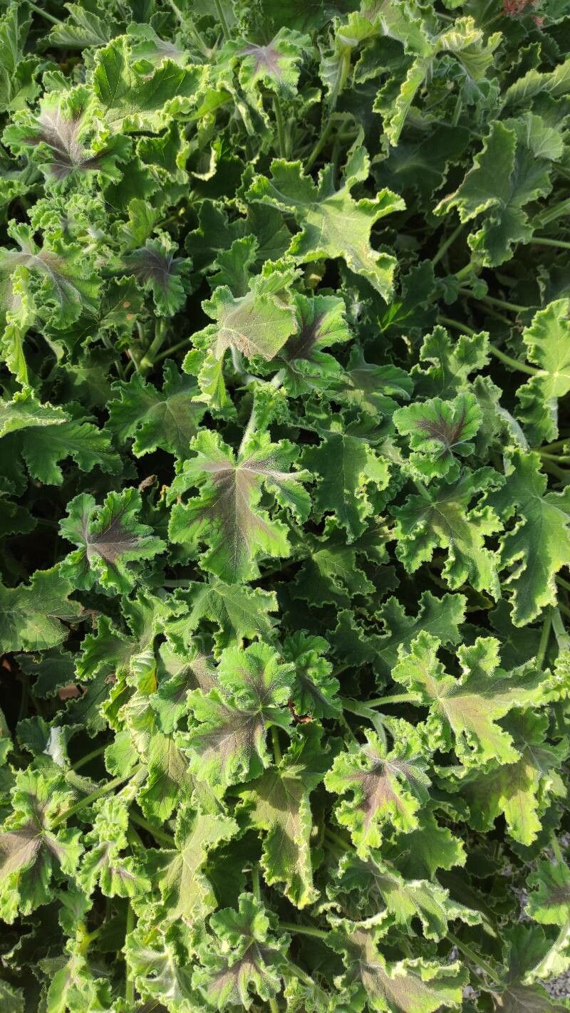 Pelargonium tomentosum leaf
