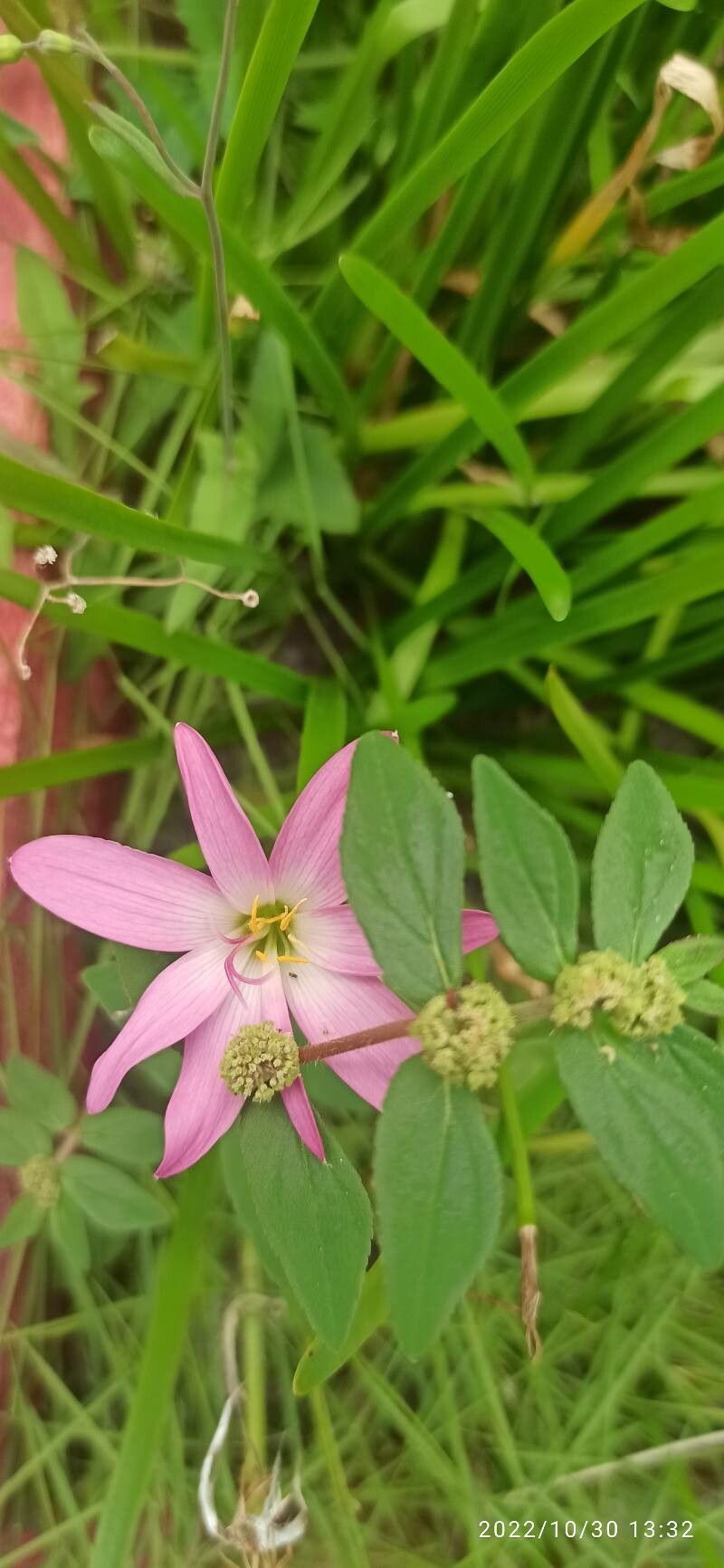 Zephyranthes rosea bark