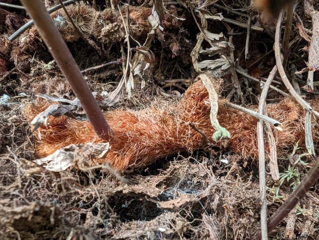 Davallia chaerophylloides bark