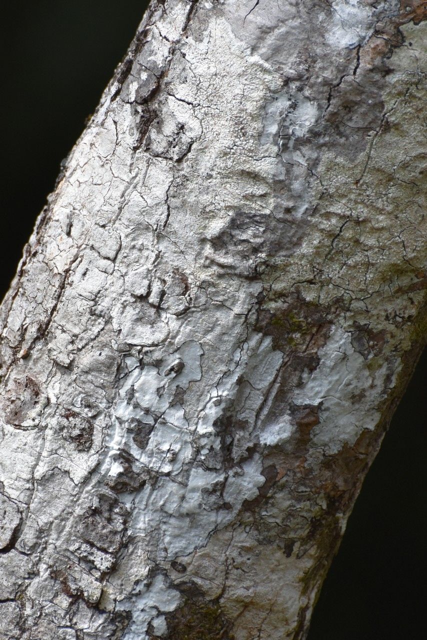 Labourdonnaisia glauca bark